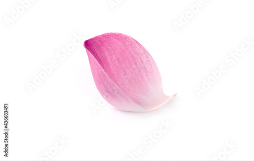 Pink lotus lobes on a white background