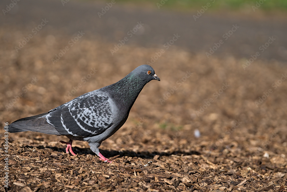 Beautiful closeup view of common city feral pigeon (Columbidae) walking on wood chips, nuggets, straw or bark in Herbert Park, Dublin, Ireland. Soft and selective focus. Blurry background focus Beautiful closeup view of common city feral pigeon (Columbidae) walking on wood chips, nuggets, straw or bark in Herbert Park, Dublin, Ireland. Soft and selective focus. Blurry background focus