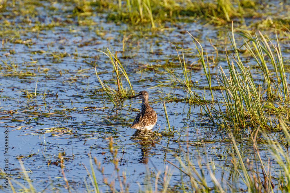 Wood Sandpiper standing at a lake in springtime and looking Wood Sandpiper standing at a lake in springtime and looking