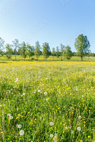 Flowering summer meadow in a rural landscape © Lars Johansson