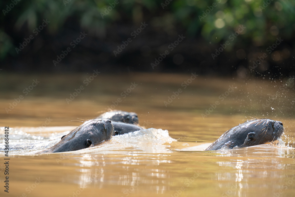 Fototapeta premium The giant otter or giant river otter (Pteronura brasiliensis) 