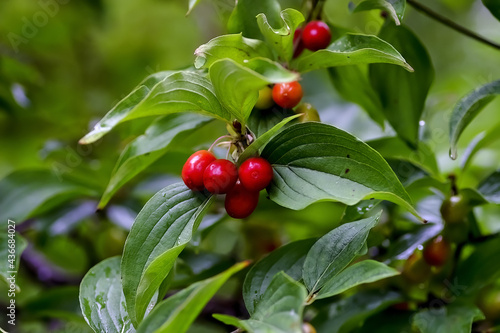 Ripe and unripe fruits of Cornelian cherry or Cornel cherry, branch of a Cornel tree with leaves and fruits, Cornus mas