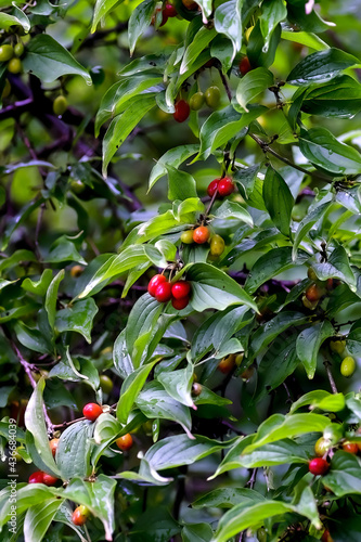 Ripe and unripe fruits of Cornelian cherry or Cornel cherry, branch of a Cornel tree with leaves and fruits, Cornus mas