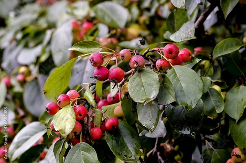Red fruits of a grabapple named 