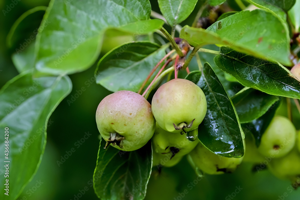 Red fruits of a grabapple named 