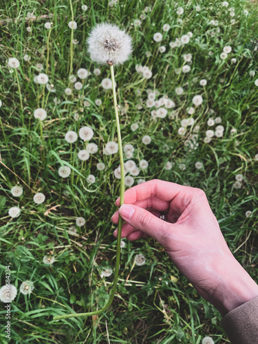 Woman's hand holding a white fluffy dandelion. Weed blowball meadow.