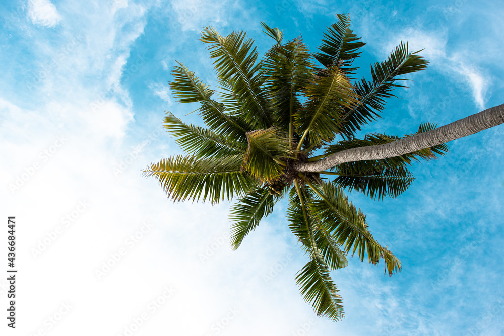 Blue sky with clouds, palm leaves frame. Place for text. Coconut palms, green palm branches against the blue sky Blue sky with clouds, palm leaves frame. Place for text. Coconut palms, green palm branches against the blue sky