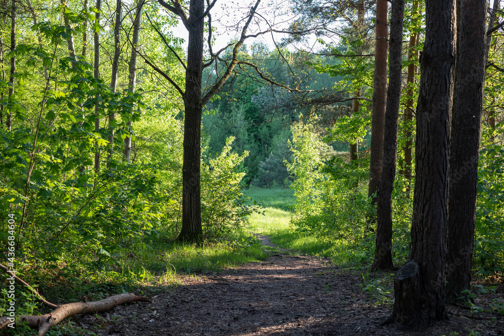 Forest around the Seskines Os (Seskines Ozas), glacial period gravel ridge in Vilnius, Lithuania Forest around the Seskines Os (Seskines Ozas), glacial period gravel ridge in Vilnius, Lithuania
