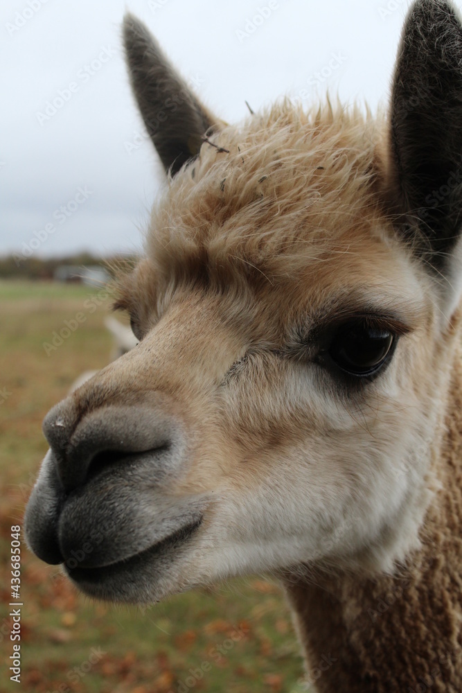 close up of a alpaca