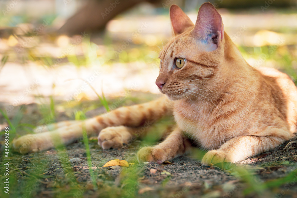 The young ginger cat looks to the side and sits on the ground. Portrait of a fluffy orange cat with yellow eyes in nature, close up. ginger breed