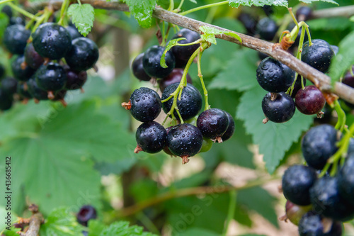 Ripe blackcurrant on the branches of a blackcurrant bush hangs with tassels