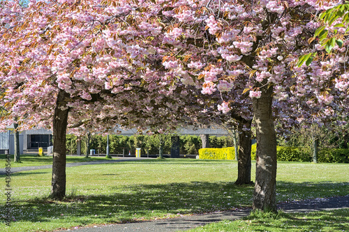 Canvas Print Beautiful view of delicate spring pink cherry (Prunus Shogetsu Oku Miyako) blossom flowering trees on university campus, Dublin, Ireland