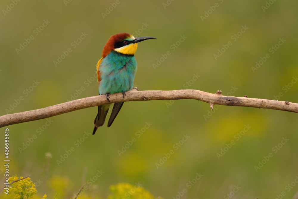 Colorful bee-eater on tree branch, against of yellow flowers background Colorful bee-eater on tree branch, against of yellow flowers background