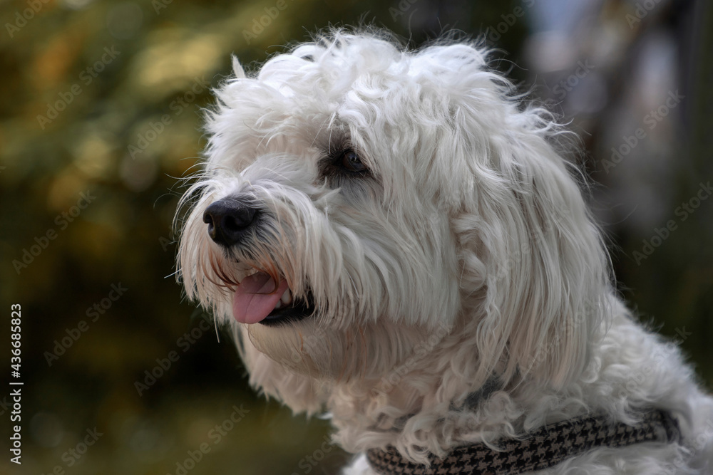 Portrait of a Bichon dog named Nanja Portrait of a Bichon dog named Nanja