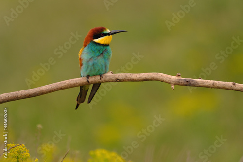 Colorful bee-eater on tree branch, against of yellow flowers background