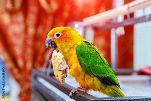 фотографія Cute sun conure eating and looking at the camera.