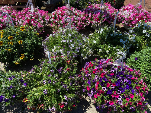 flowers in the garden