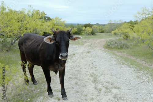Brahman crossbred cow on caliche gravel road in Texas farm field. photo
