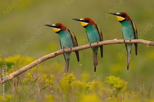 Group of colorful bee-eater on tree branch, against of yellow flowers background