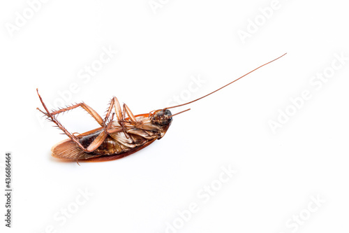 dead cockroach on white isolated background