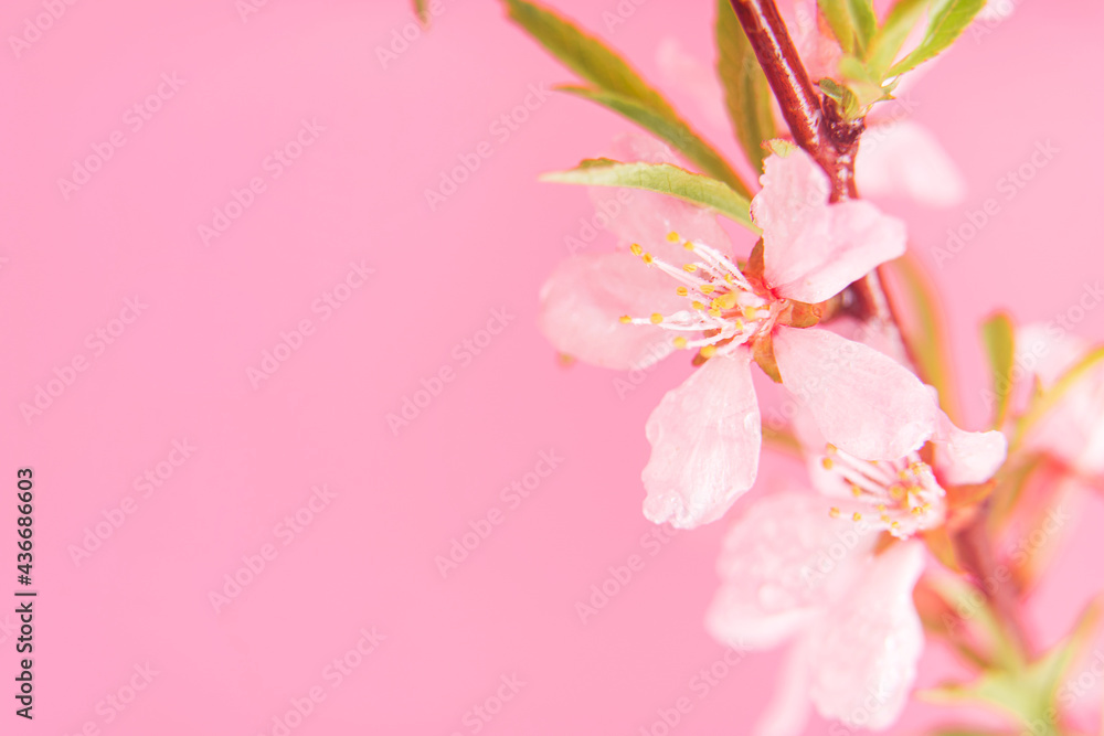 Close up photo of Wild Pink almond bloom on pink background. Spring time