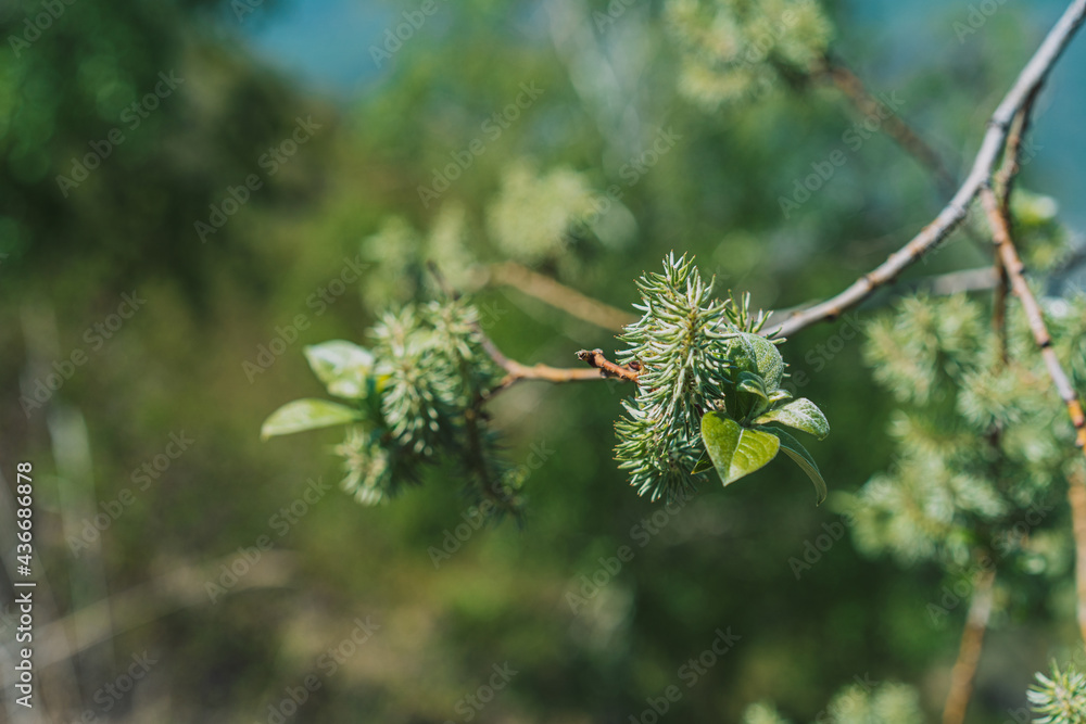 Branches with willow leaves close-up. Spring time concept Branches with willow leaves close-up. Spring time concept