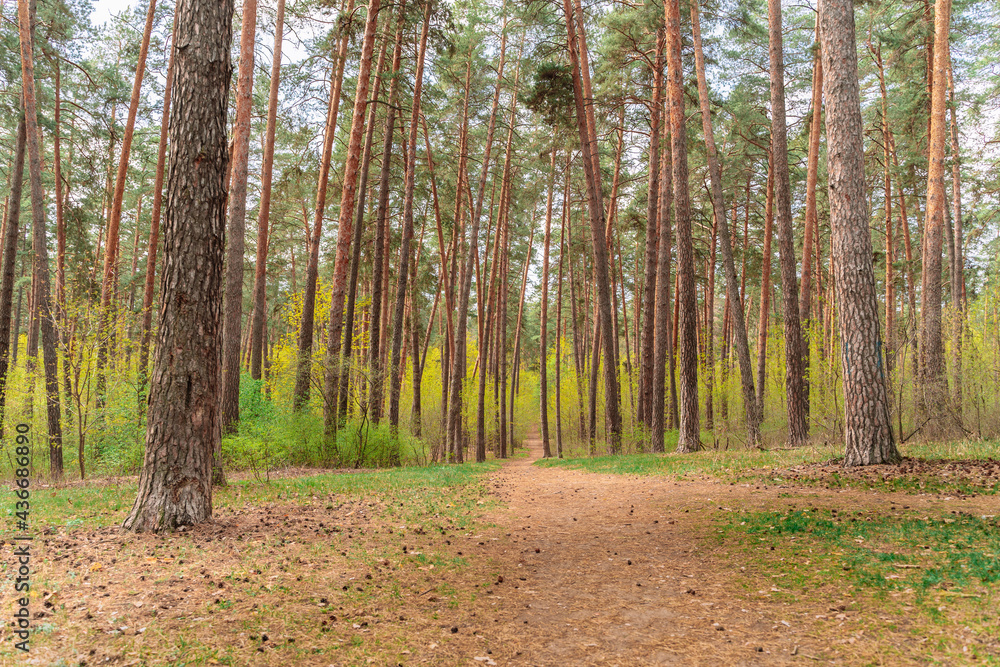 Pine forest in early spring time, natural background Pine forest in early spring time, natural background