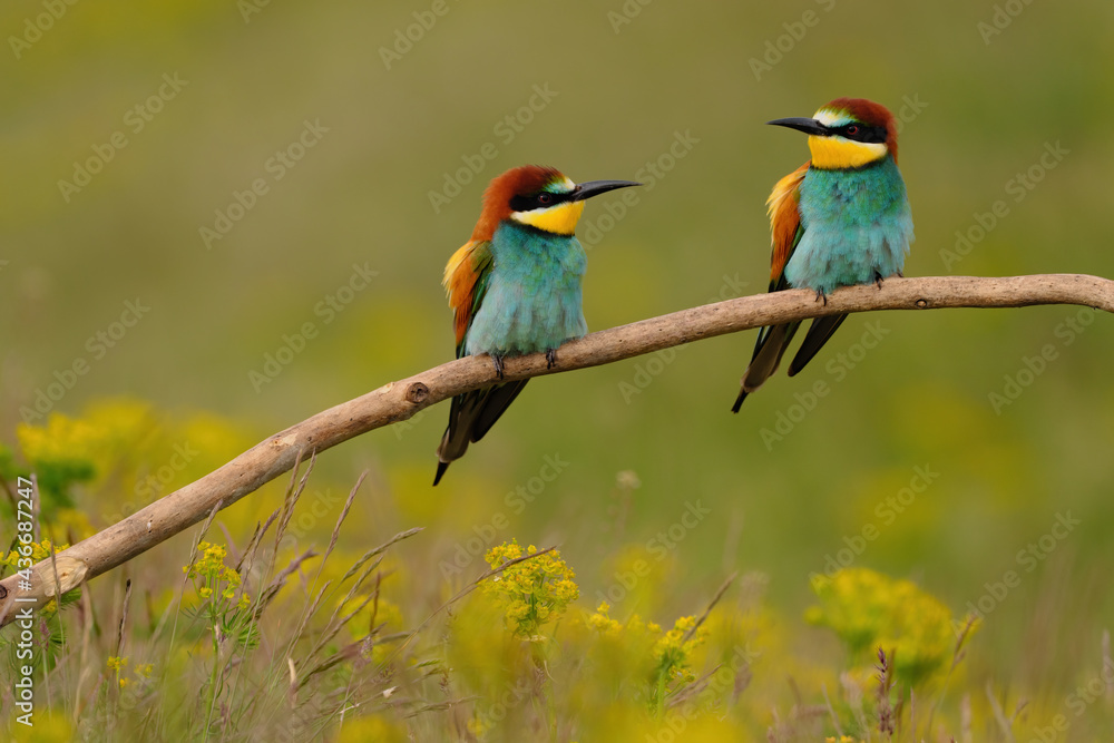 Group of colorful bee-eater on tree branch, against of yellow flowers background Group of colorful bee-eater on tree branch, against of yellow flowers background