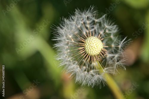 Beautiful closeup view of spring soft and fluffy dandelion  Taraxacum officinale  flower clock seeds and puff ball flowers  Dublin  Ireland. Soft and selective focus