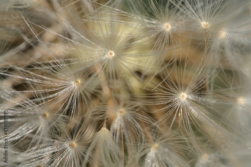 Beautiful macro view of spring soft and fluffy dandelion flower clock seeds  Taraxacum officinale  flowers  Dublin  Ireland. Soft and selective focus