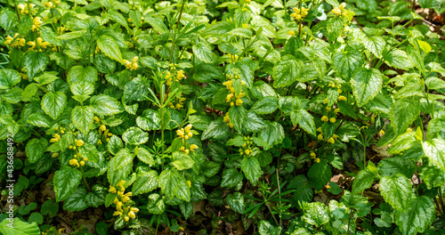 Close up of Yellow Archangel (Lamium galeobdolon)
