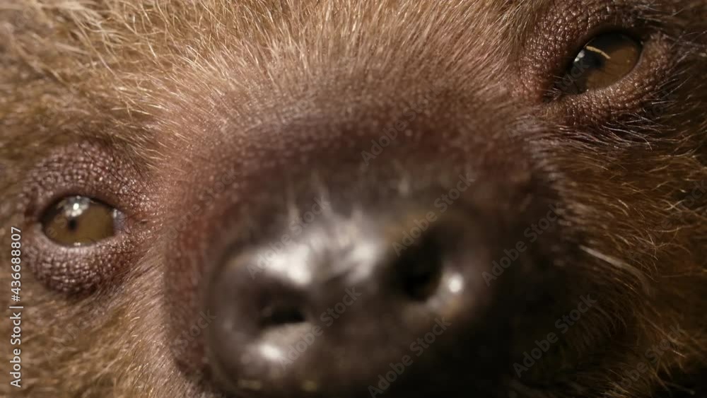Close up macro of a baby sloth's face and eyes Close up macro of a baby sloth's face and eyes