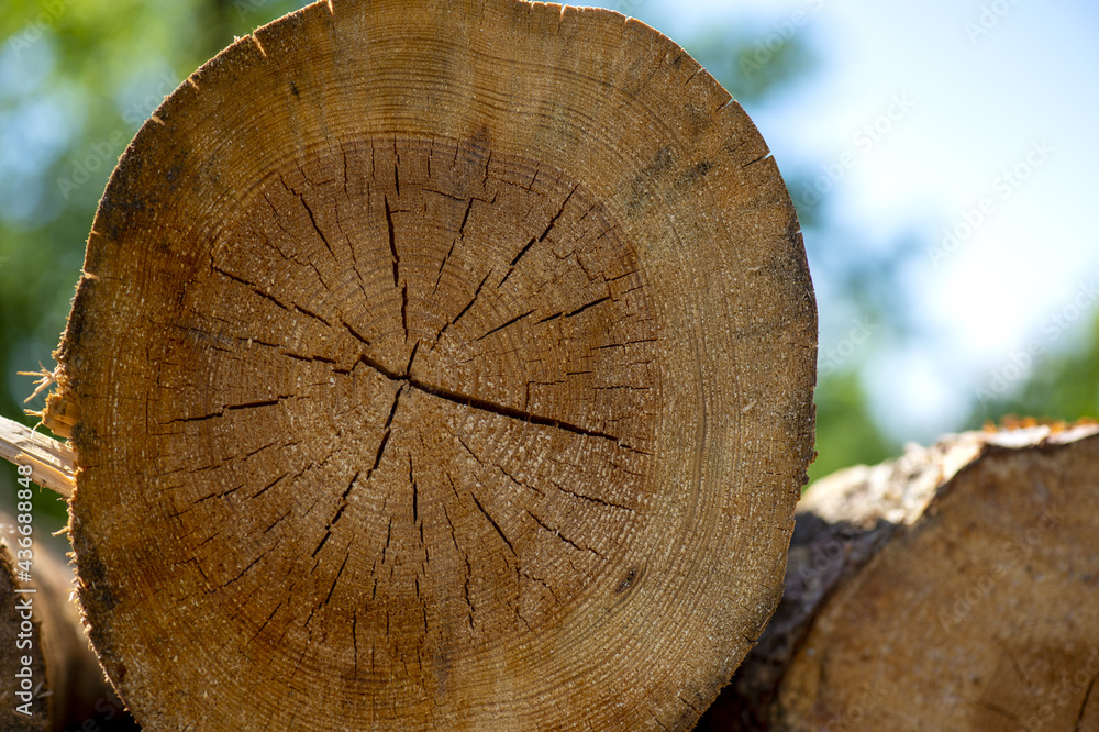 Naklejka premium Tronco tagliat