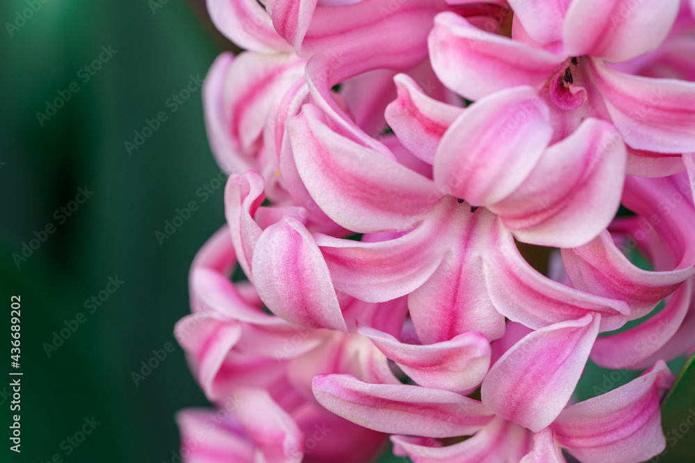 Photo macro d'une fleur de hyacinthe rose