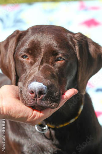 Labrador mit Sonnencreme auf der Nase
