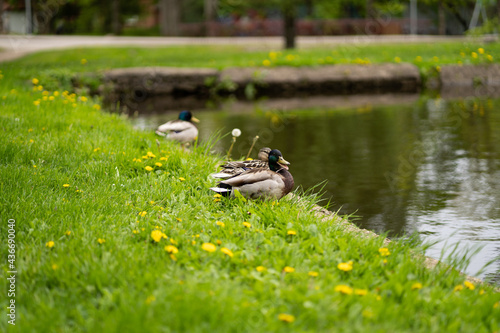 Duck with open mouth in the meadow by the pond