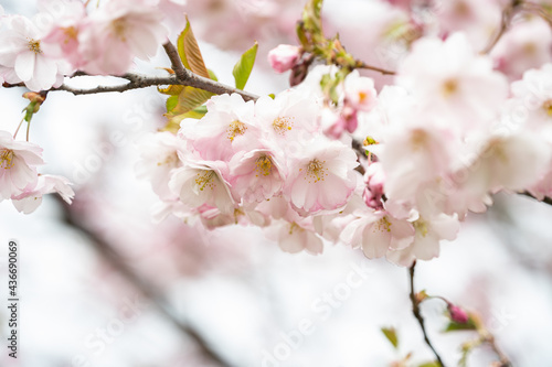 Sakura pink flowers, in spring, flowering tree