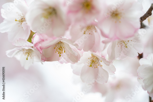 Sakura pink flowers, in spring, flowering tree