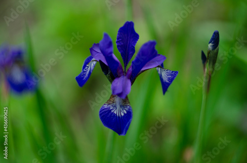 Blue flower Iris versicolor beautifully blooming in the garden photo