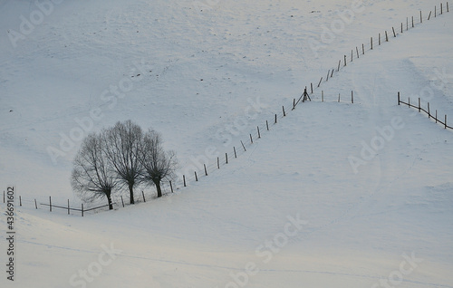 Winter Trees in Sirnea Village, Brașov Romania photo