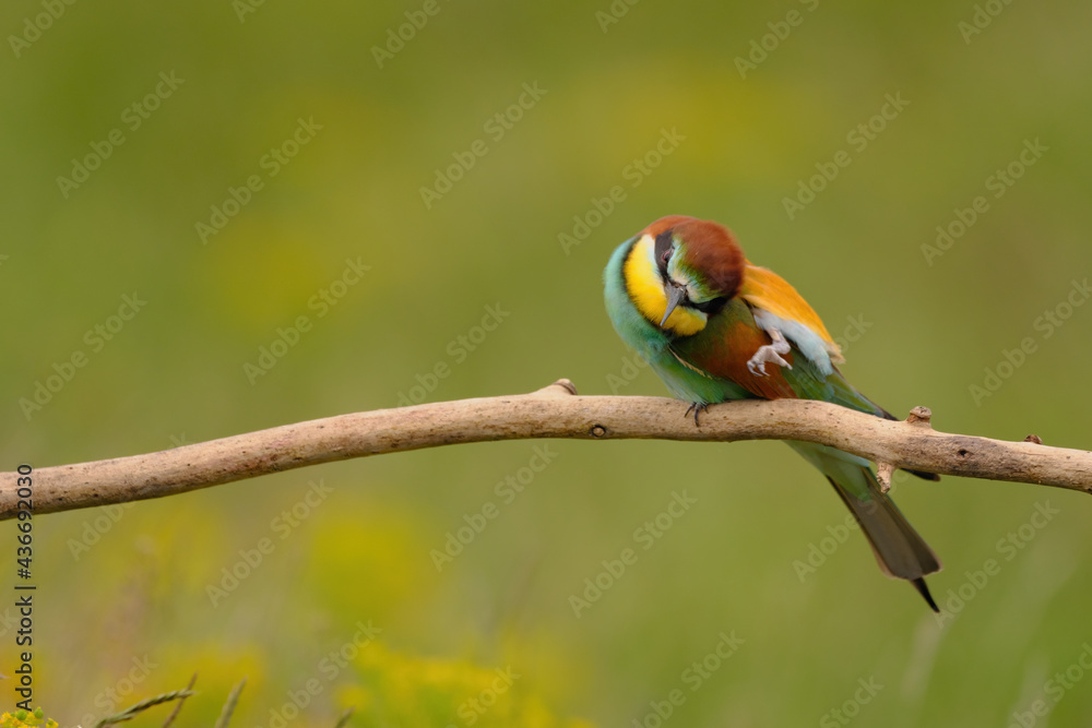 European bee-eater - merops apiaster the colorful exotic bird European bee-eater - merops apiaster the colorful exotic bird