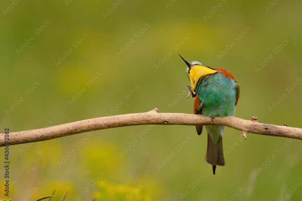 European bee-eater - merops apiaster the colorful exotic bird European bee-eater - merops apiaster the colorful exotic bird
