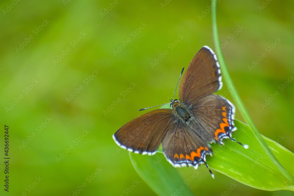 Fototapeta premium butterfly on a leaf