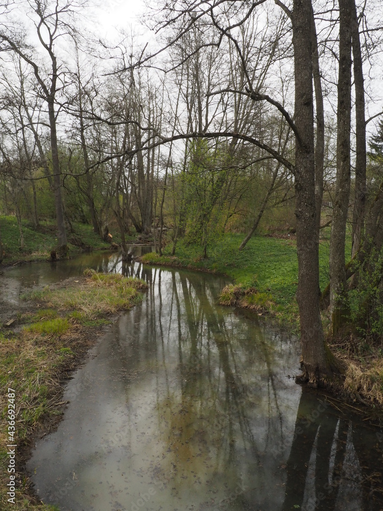 Fototapeta premium river in the forest