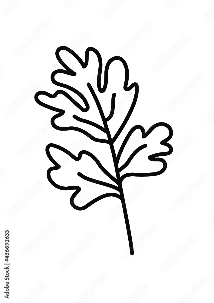 parsley outline