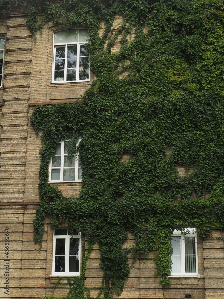 old house with windows and ivy