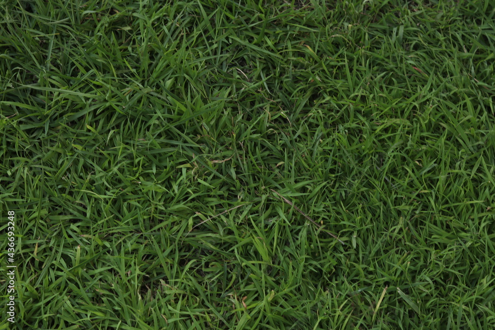 green grass background
