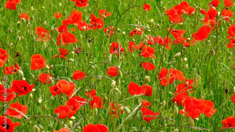 Colorful red Poppy field, Spring landscape