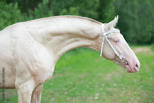 Bild auf Leinwand portrait of beautiful creamello purebred akhalteke young stallion posing near forest