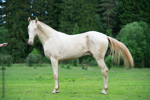 exterior of beautiful creamello purebred akhalteke young stallion  posing  near forest. Russia
